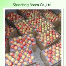 2015 Bulk Fresh Gala Apple da China com preço competitivo